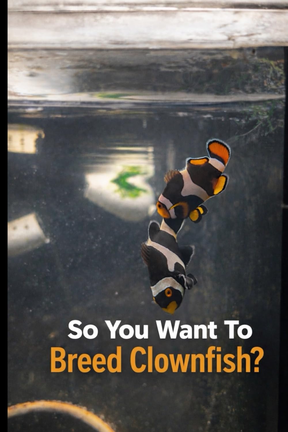 So You Want To Breed Clownfish?: A Step-by-Step Guide to Breeding, Raising, and Rearing Healthy Clownfish in Your Home.