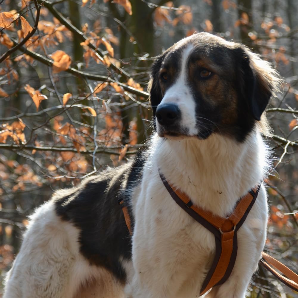 Anny-X Brustgeschirr Fun Braun-Bernstein | Hundegeschirr Größe S (Brustumfang 52-64 cm)