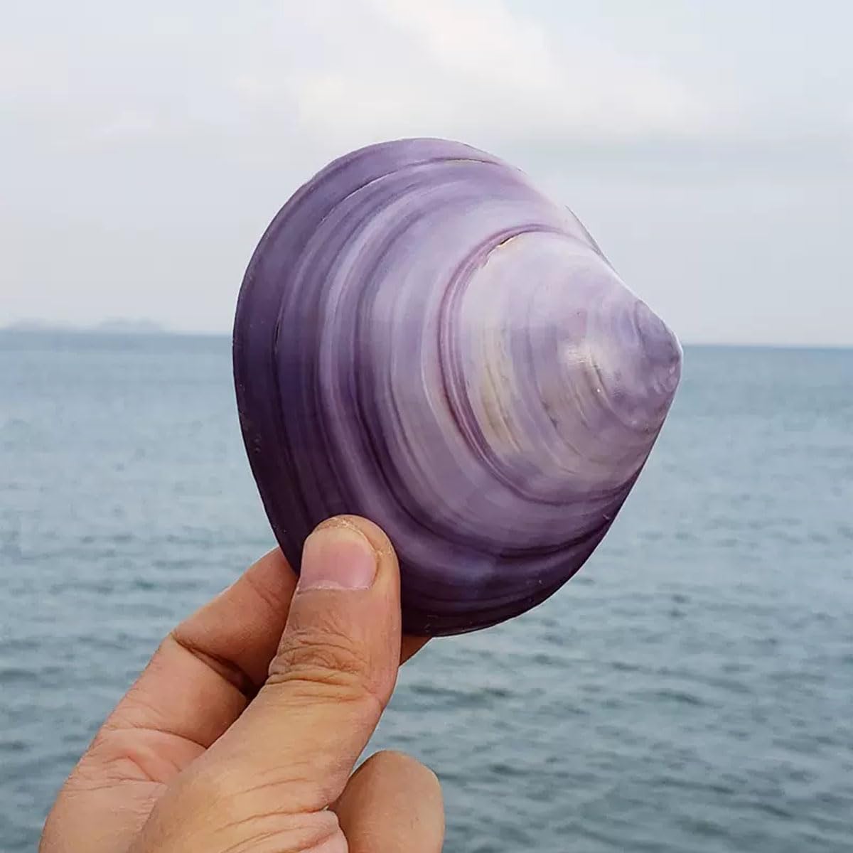 Conchiglia， 7-9 cm for Decorazioni for Matrimoni, Feste a Tema Spiaggia, Decorazioni for la casa, Artigianato Fai da Te, acquari e Collezionisti di Conchiglie