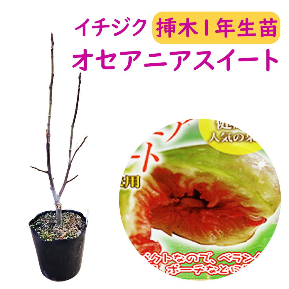 Amazon.co.jp: 選べる イチジク【オセアニアスイート】 苗 苗木 13.5cm