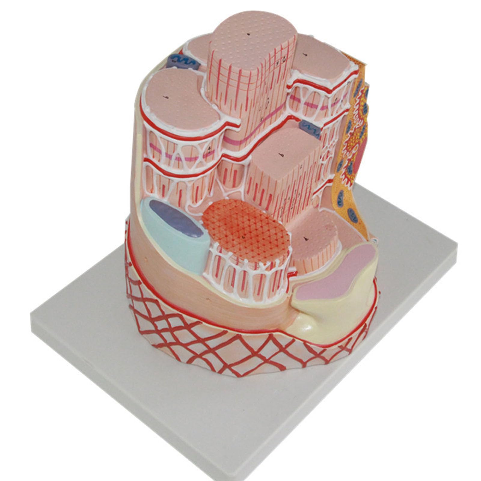 Modello Anatomico Microscopico Fibra Muscolare Scheletrica Umana Miofibrilla Sarcomero Capillare Replica Per Biologia Riabilitazione Sportiva Studente Microstruttura Aula Didattica,Skeletal muscle a