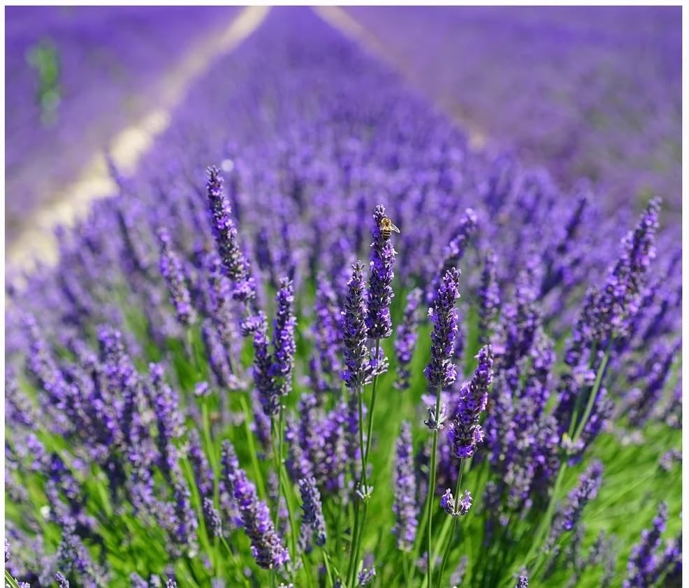 Willvine ORGANIC LAVENDER - Spikes of Purple Blooms-IACR-33C-image-23