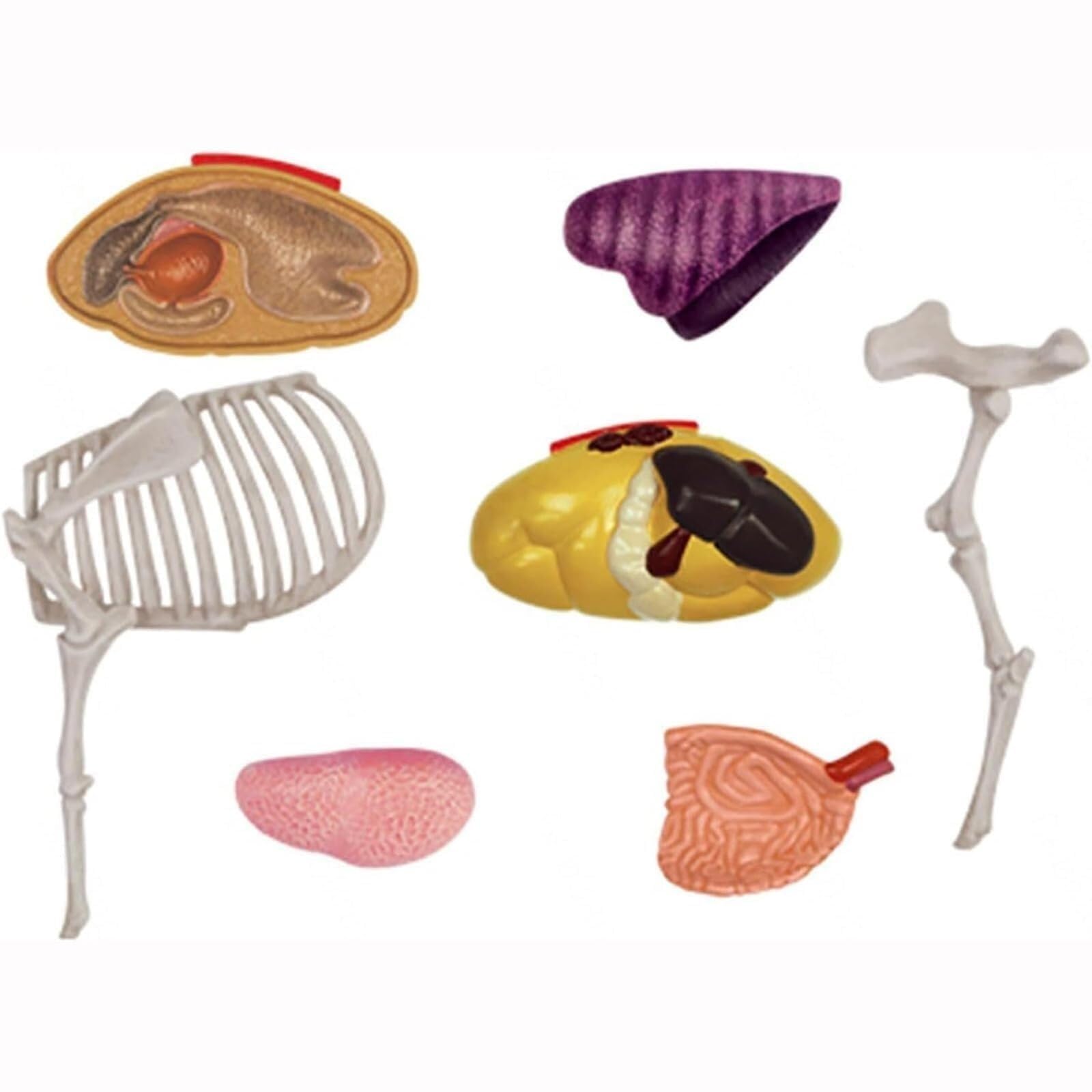 Modelo De Anatomía De Vaca 4D Con 29 Órganos Y Esqueleto Desmontables, Modelo Anatómico Veterinario Para Clínicas Veterinarias, Formación Veterinaria Y Demostración En Escuelas