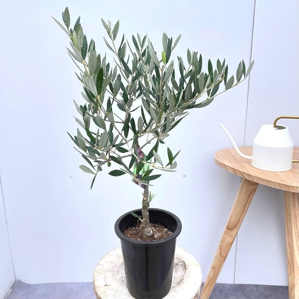 Amazon｜オリーブ ピクアル 3現品観葉植物 庭木 創樹 SOUJU 4号