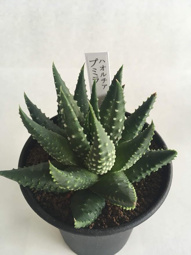 Amazon 花工房エルソル 多肉植物 ハオルチア プミラ 観葉植物 オンライン通販