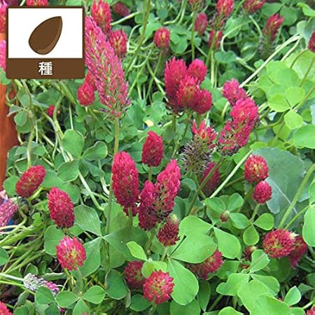 Amazon クリムソンクローバー1kg タネ 景観用 約110平米分 秋まき 春は4月中旬まで 花 Amazon クリムソンクローバー1kg タネ 景観用 約110平米分 秋まき 春は4月中旬まで 花