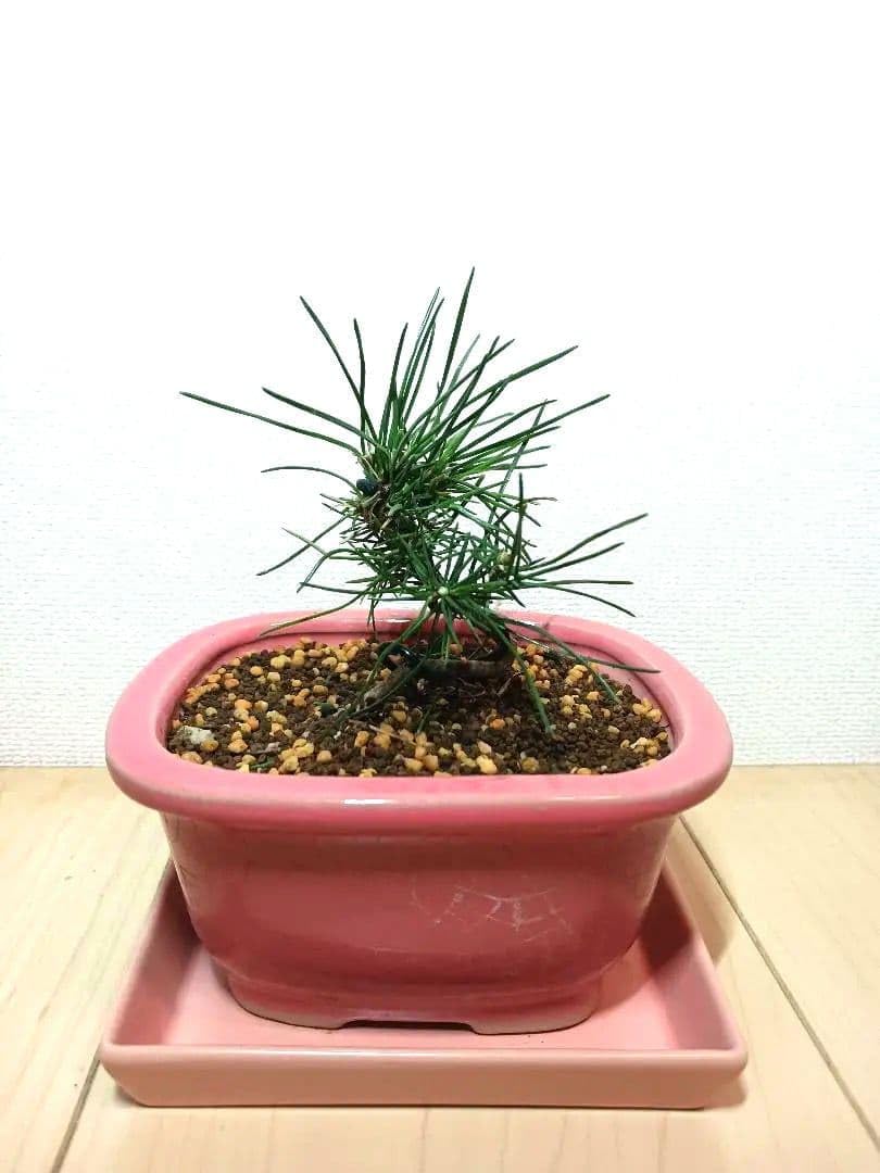 松の盆栽 中型 陶器鉢 Amazon｜小型松盆栽 ピンク陶器鉢｜観葉植物 オンライン通販