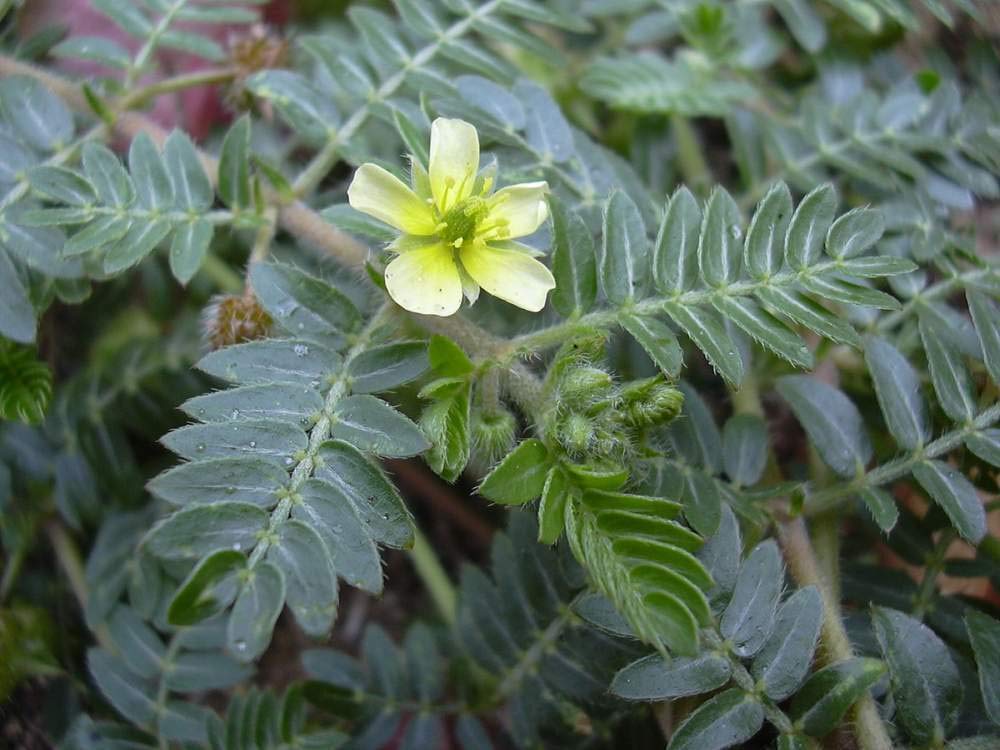 Portal Cool 60 semi di Tribulus Terrestris, Goats-Head, tribulus terrestris, Bullhead, Burra Gokharu