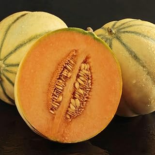Melon Alvaro F1 Hybrid Cucumis melo Half-Hardy Annual Garden Fruit Flowering Easy to Grow Your Own 1 Packet (4 Seeds) by Thompson and Morgan