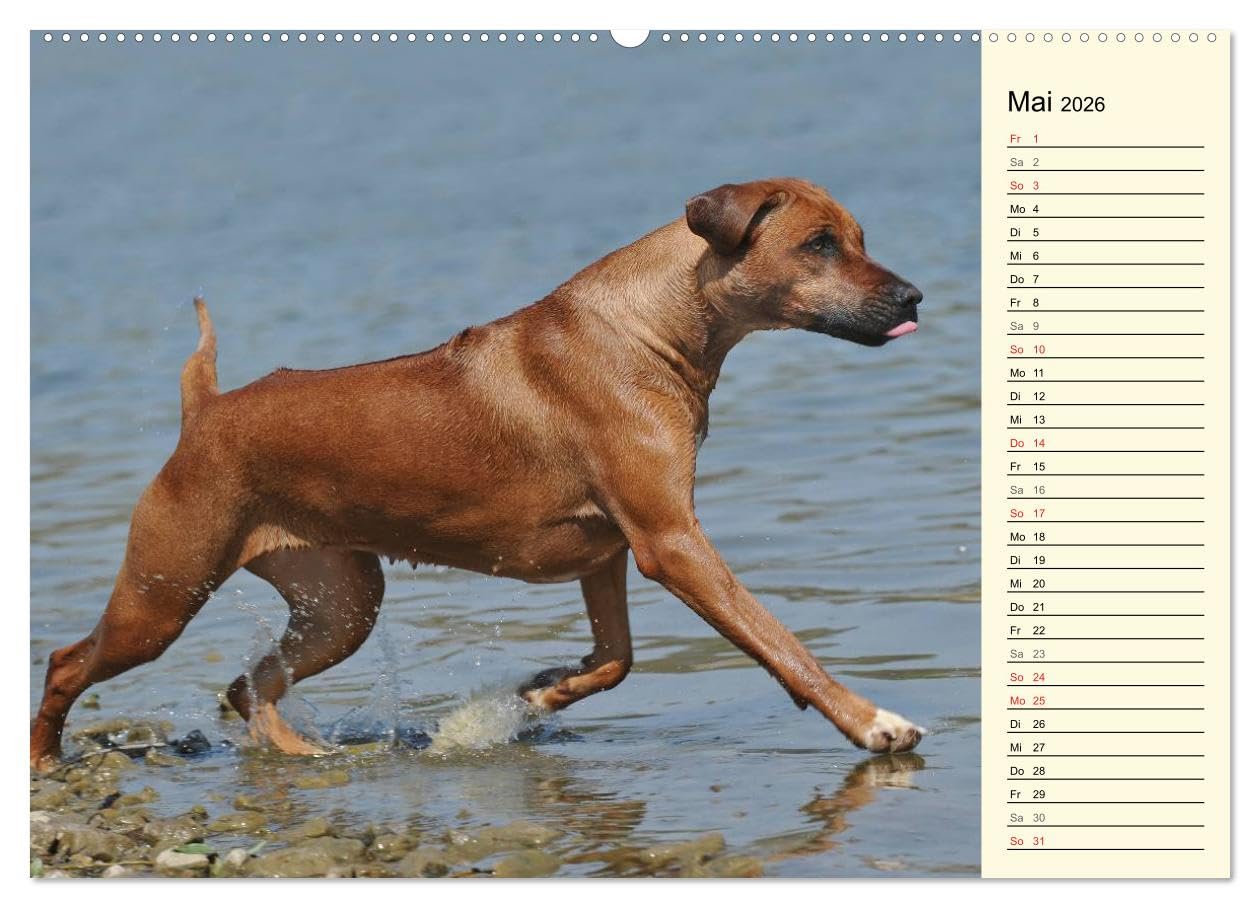 Rhodesian Ridgeback 2026 (hochwertiger Premium Wandkalender 2026 DIN A2 quer), Kunstdruck in Hochglanz: Eine der beliebtesten Hunderassen, der ... auf 13 faszinierenden Fotos (CALVENDO Tiere)
