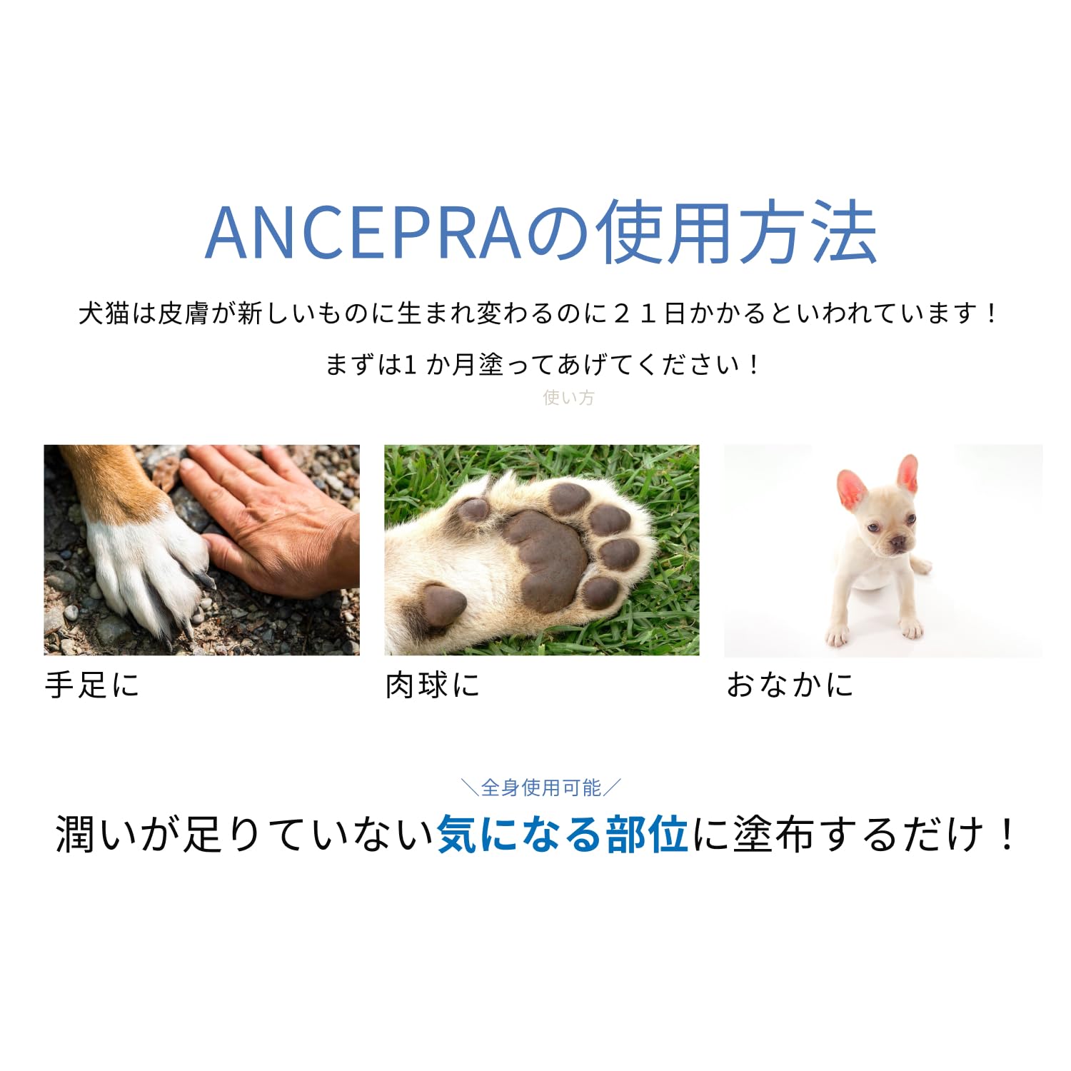 Amazon | ANCEPRA(アンセプラ) 動物用スキンケアジェル(30g) 犬幹細胞