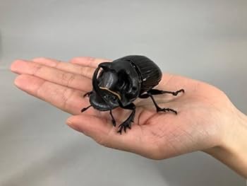 Amazon.co.jp: バンダイ(BANDAI) いきもの大図鑑 かぶとむし05