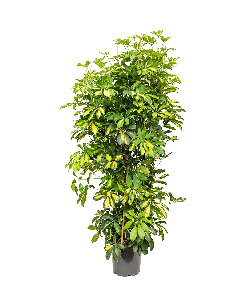 Planta Viva Shefflera Arboricola de 90 Cm Ideal Para Espacios Amplios y Luminosos