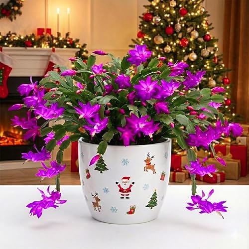 Miniatura 1 de Planta viva de cactus de Navidad de 4 pulgadas, planta de flores de Navidad, plantas suculentas, cactus de Navidad para plantar (cactus de Navidad