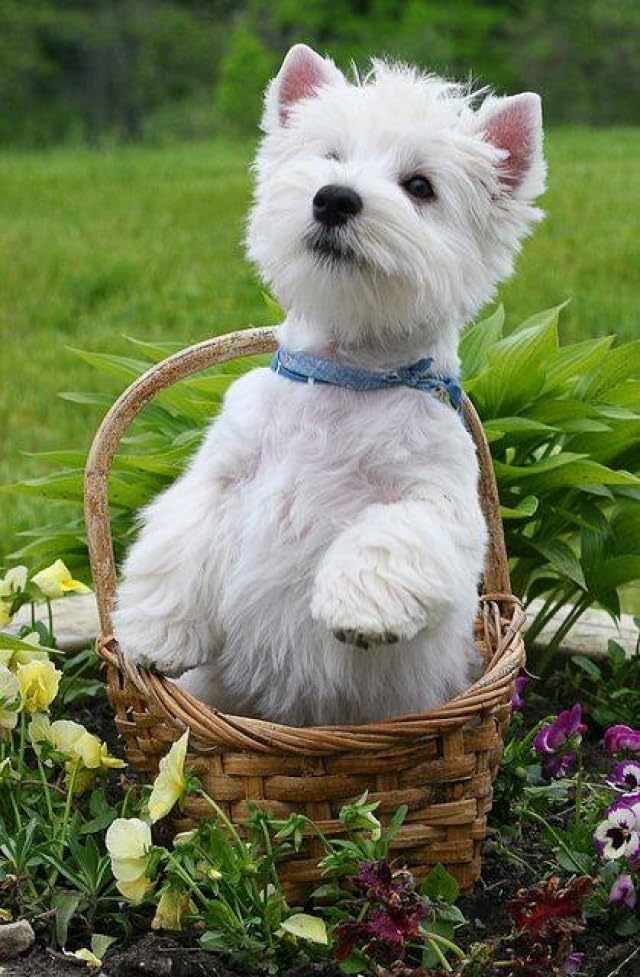 Westie Dog Pet Animal Jigsaw Puzzle for Adults 1000 Pieces Wood Puzzle Art DIY Toy Gift Fun Challenging Educational Gift Art Home Decor