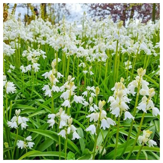 White Wood Hyacinth Bulbs Package
