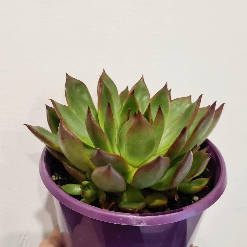 Creative Farmer Oxygen Plants|Living Room|Living Room|Table|Live Plant|Home Décor Echeveria Benimusume, 5.5 Cm Pot Outdoor Garden (Balcony Healthy Plant) (B09TYB2XTY) Amazon Price History, Amazon Price Tracker
