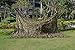 OUMIZHI-forest landscape camouflage net camouflage hunting outdoor