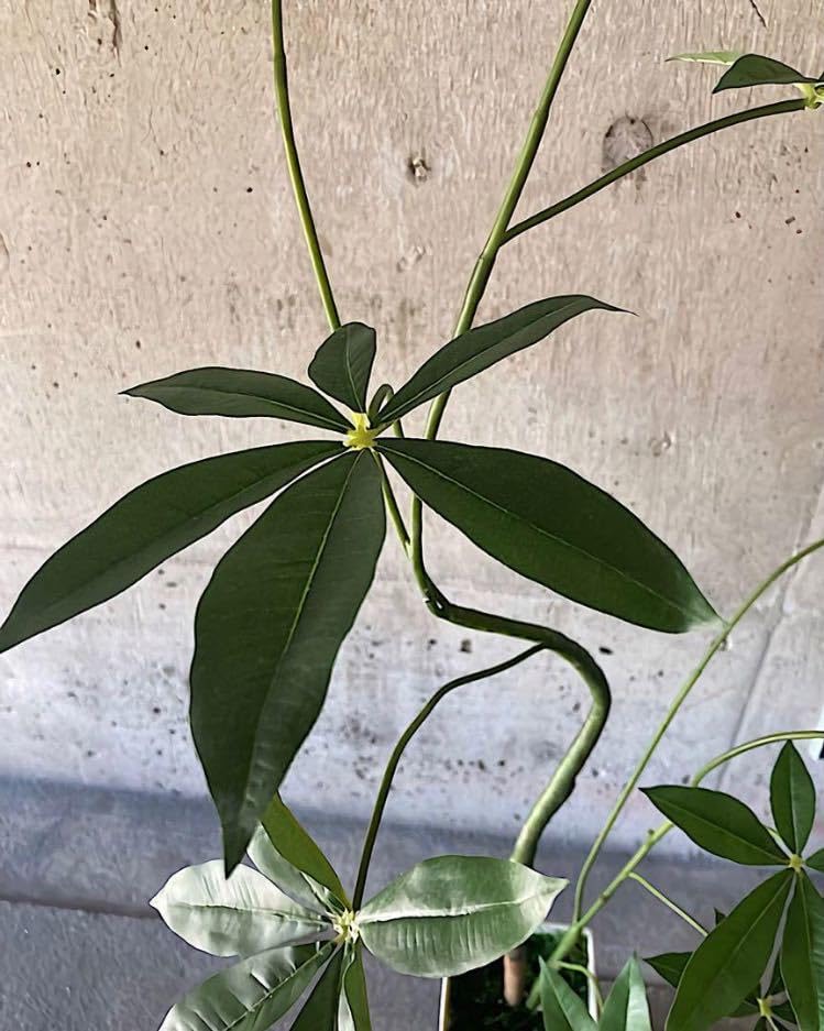 光触媒　人工観葉植物　ウォールグリーン　フェイクグリーン　くねくねパキラp Amazon.co.jp: 光触媒 人工観葉植物 ウォールグリーン フェイク