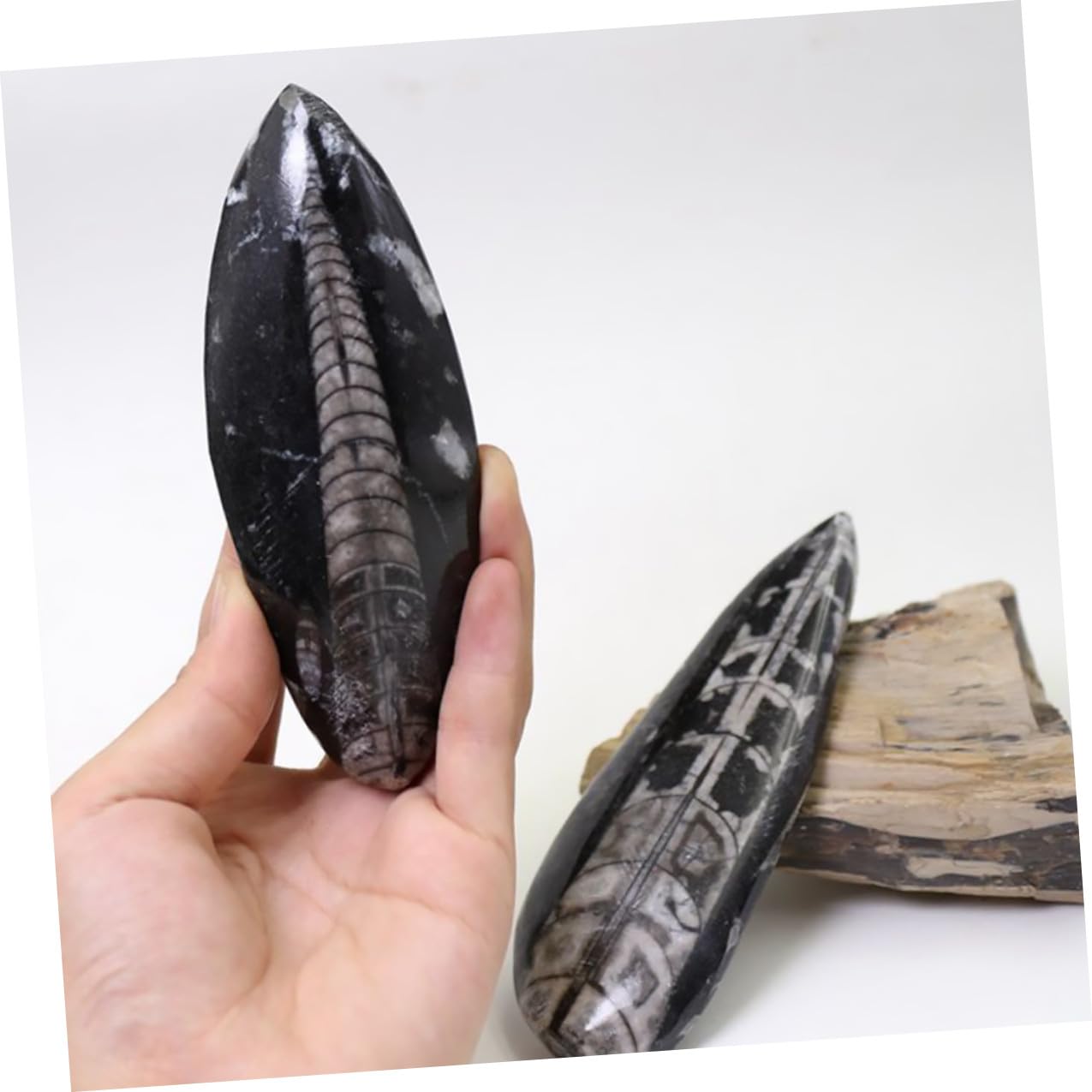 Muestra de Fósil Orthoceras Mineral Negro para Colecciones Científicas Modelo de Simulación y Herramienta de Enseñanza Adecuado para Decoración y Aprendizaje