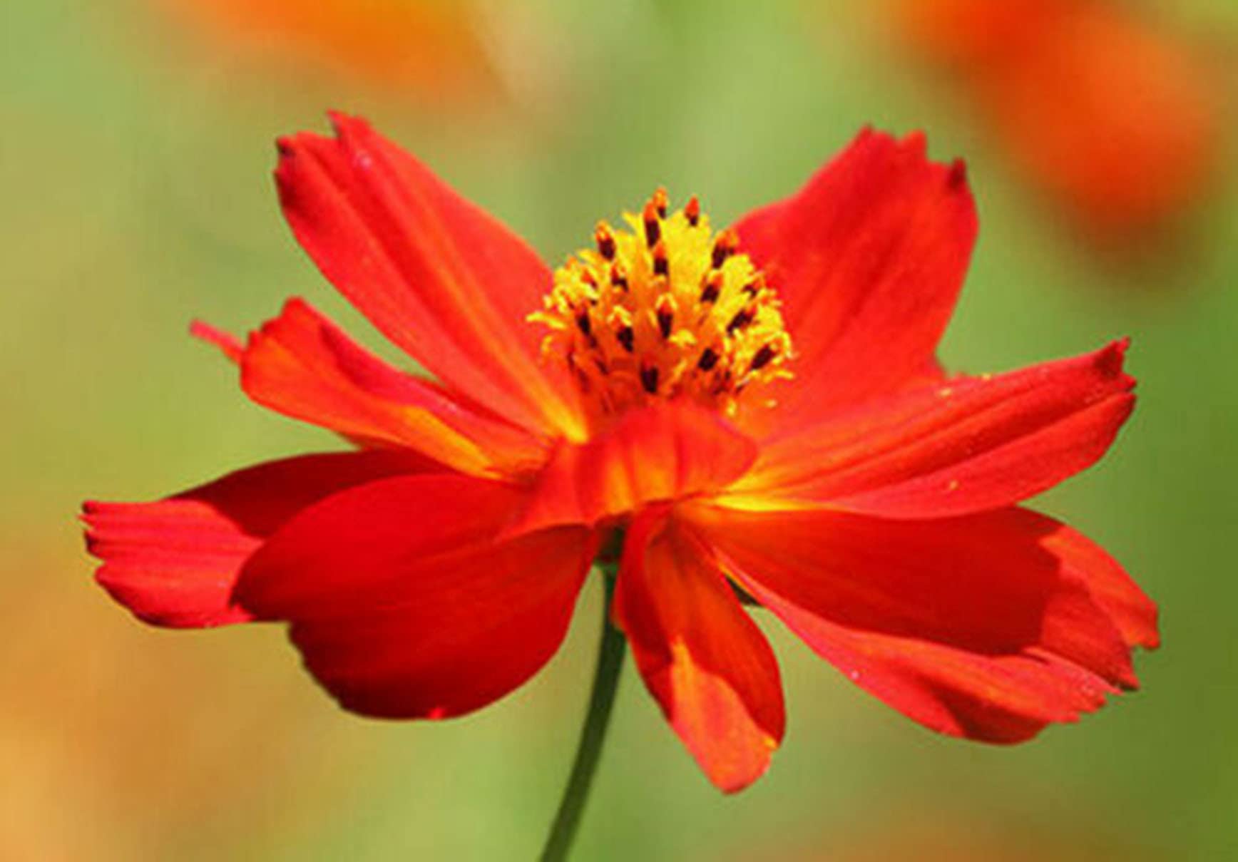 Vision4ever Flower - Dwarf Cosmos - Carpet Mixed - 40 Seeds - Cosmos sulphureus Semidouble for Planting Garden Yard Patio and Useful for Gifts