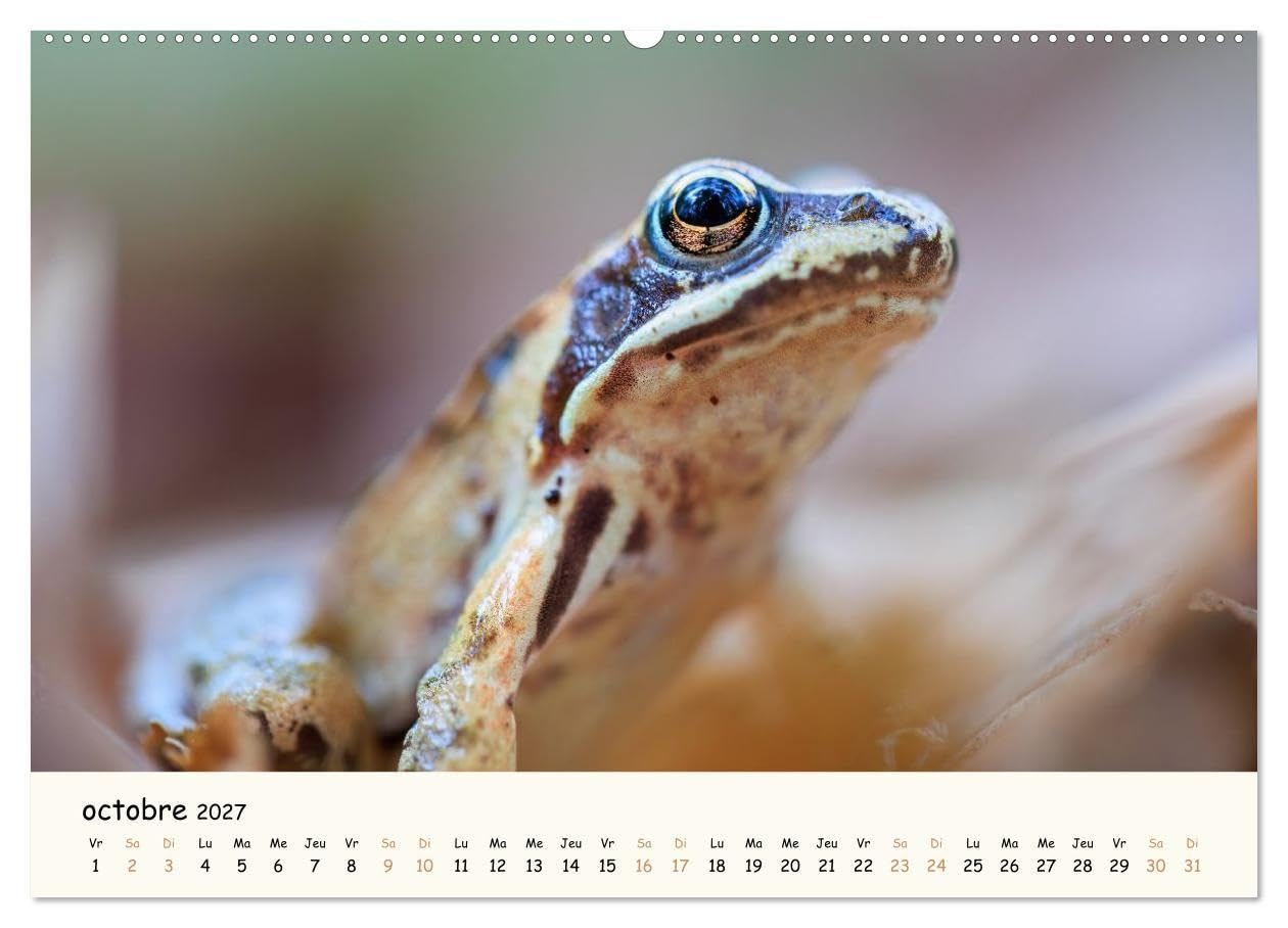 Murmures de foret regards d animaux cale: Un calendrier fascinant qui re