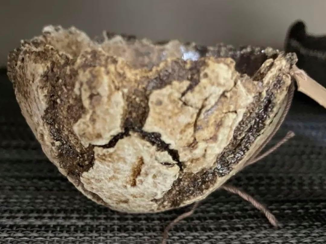 原画 額縁無しボンサイ様 盆栽 苔 植物 五穀豊穣 お米