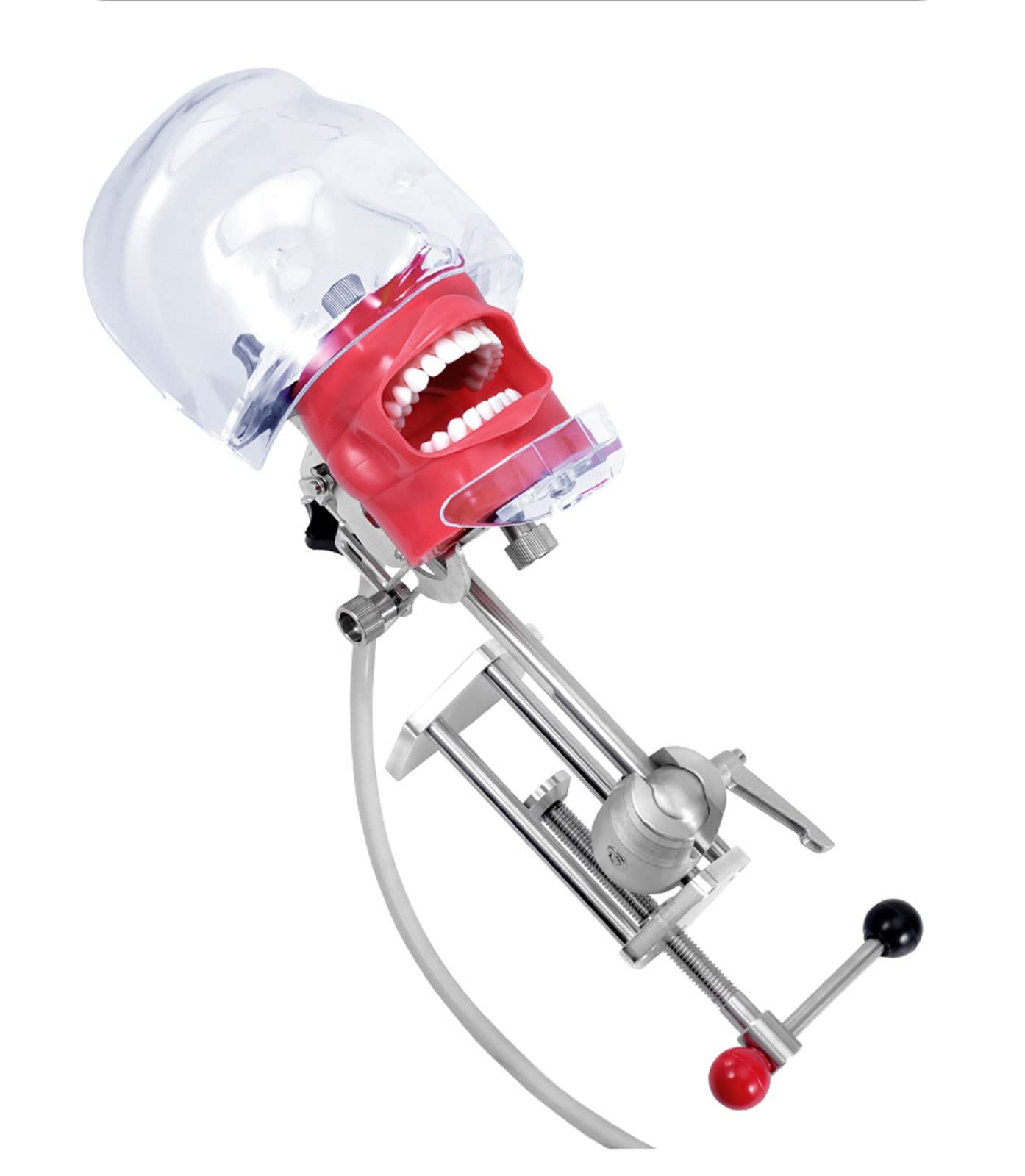 SXTYFBB Clip Table Type Dental Simulator Head Teaching Model Removable Dental Manikin Phantom Head Model with Adjustable Design and 360 Degree Rotatable for Teaching and Training