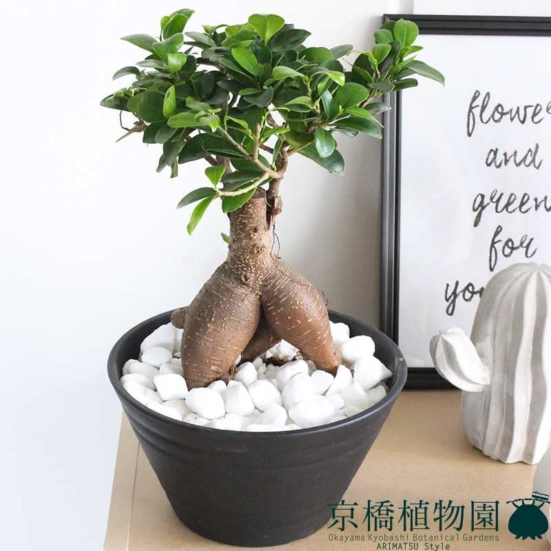 ガジュマル Amazon｜ガジュマル 7号 黒セラアート鉢｜観葉植物 オンライン通販