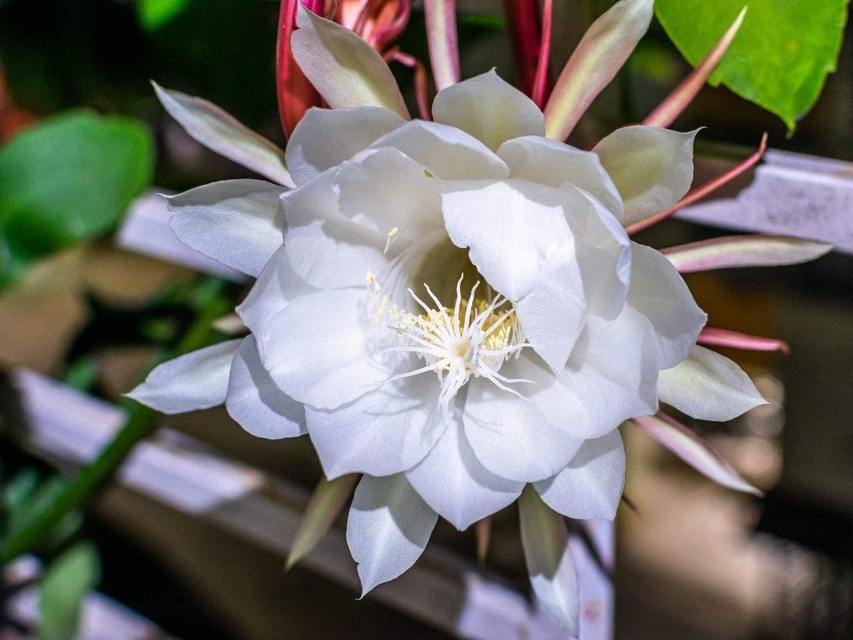 ROYAL LAND Rare Brahma Kamal Live Plant Queen Of The Night Nishagandhi 1 Live Plant On poly bag (B09QHPMJCS) Amazon Price History, Amazon Price Tracker