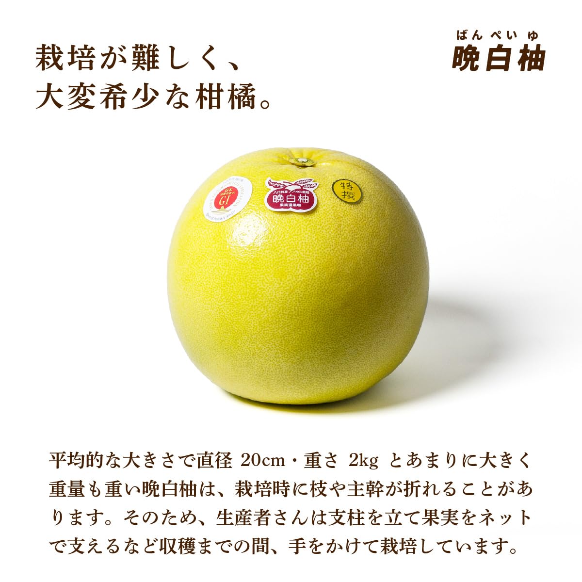 Amazon.co.jp: 晩白柚 ばんぺいゆ ザボン ざぼん 熊本県産 1玉 1.8kg