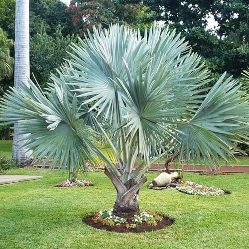 Genérico, Muda de Palmeira Bismarckia 50 a 80cm AMK - Plantas Online