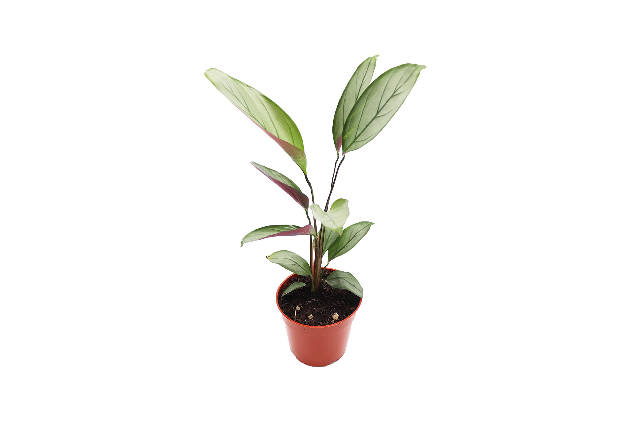 Amazon.com: Calathea Setosa Grey Star-4'' : Industrial & Scientific