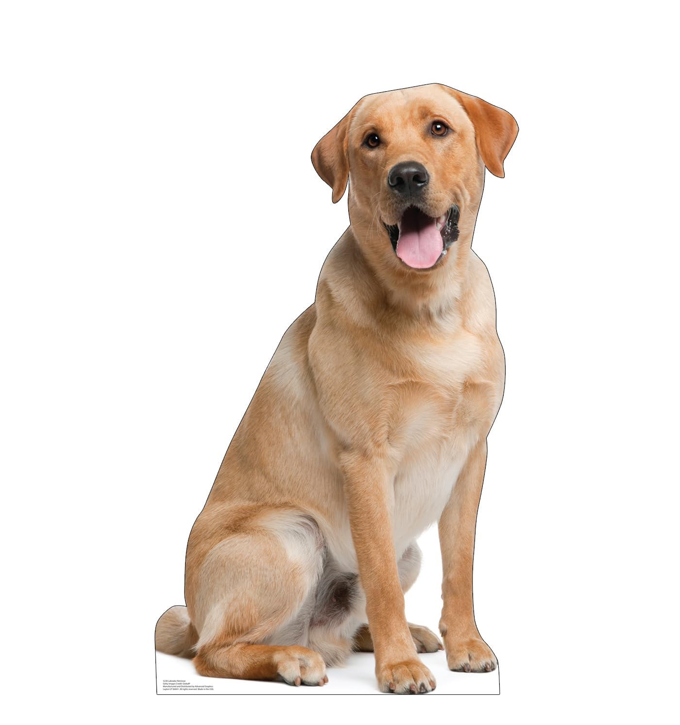 Cardboard People Labrador Retriever Life Size Cardboard Cutout Standup - Made In Usa