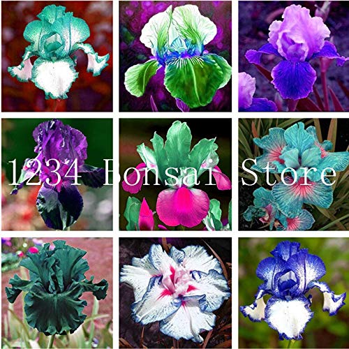 80 Pcsaqutic Seeds Iris Seeds,Popular Perennial Garden Flower,Indoor