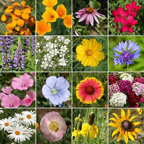 Image of Ferry-Morse North American Bulk Wildflower Seeds, 239,000+, 1 lb