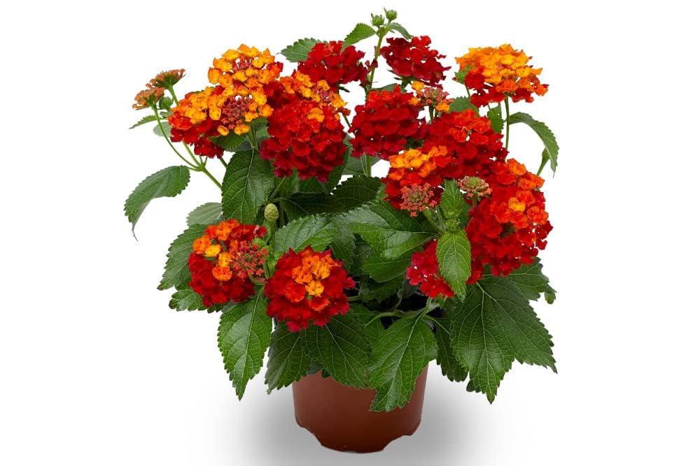 MVKR Live Lantana Camera Red Colour Flower Plant I With Growbag (B09SWYQN7N) Amazon Price History, Amazon Price Tracker