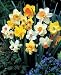 Large Cupped Daffodil Bulbs Sunshine Mix