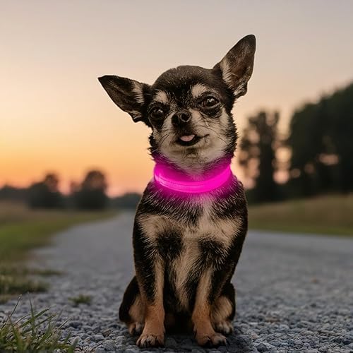 Candofly Collar de perro con luz para cachorros, collar de perro LED recargable por USB para perros pequeños y gatos caminatas nocturnas (XS, rosa)
