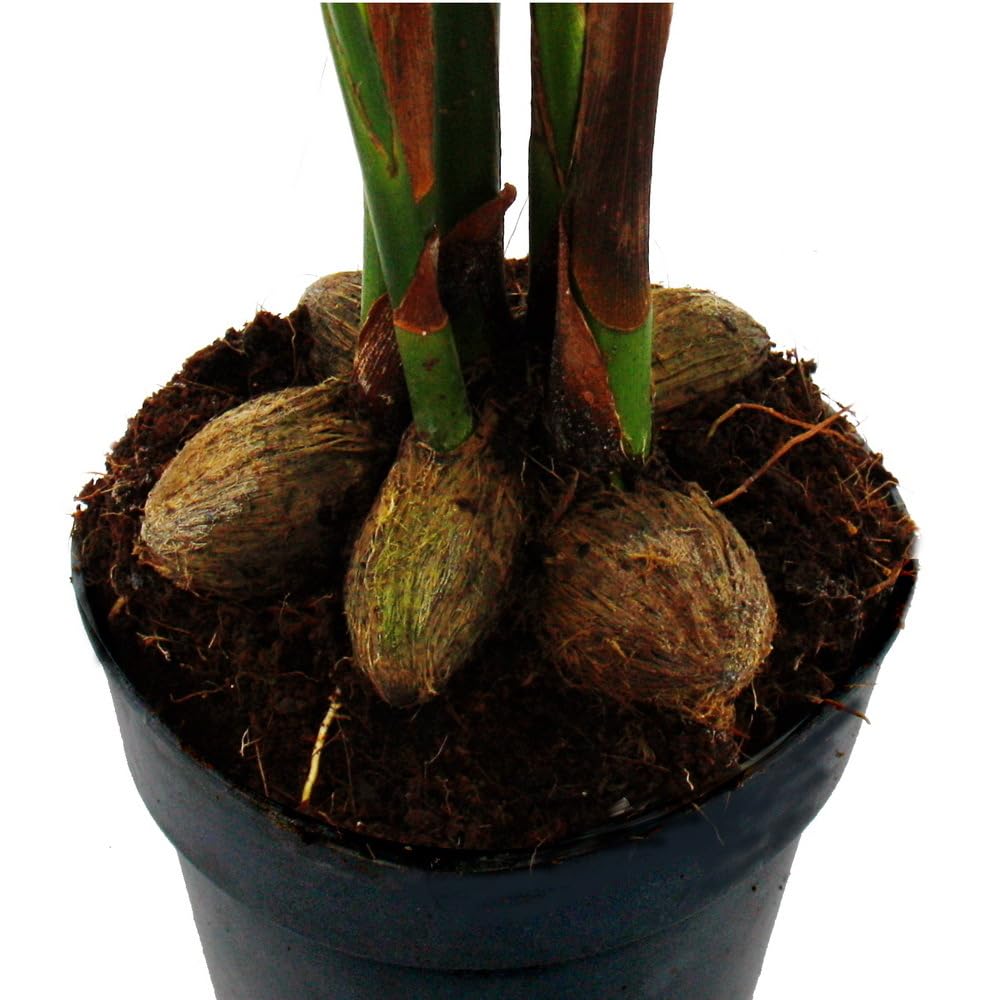 Betelnusspalme - Areca catechu - Zimmerpalme - Betelpalme - 12cm Topf :  Amazon.de: Garten