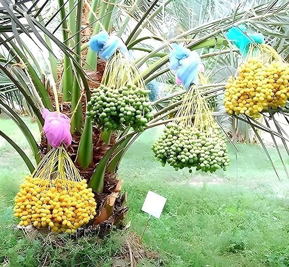 Image of All-Time 12 Months Hybrid GRAFTED Live Fruit Plant Original & Authentic Organic Tree for Outdoor Fast-Growing Fruit Plant Home Gardens Pack Of-1 (Arabian Dates-Khajur Tree, Medium)