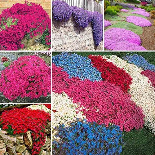 Preisvergleich Produktbild Beautytalk-Garten 100 Stück Selten Polsterthymian Blütenteppich duftend Duft-Oase kletterpflanze winterhart mehrjährig Sand-Thymian Bienenfreundliche Polsterthymian, Duftend Blumensamen