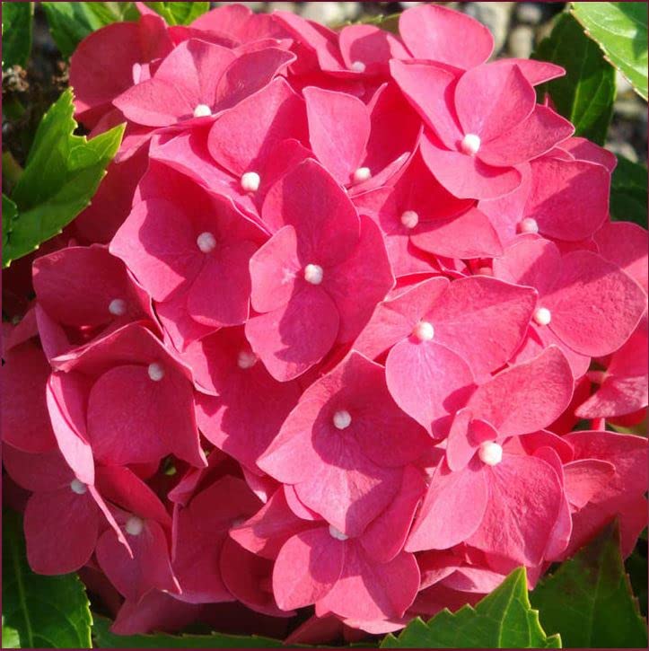 Hydrangea macrophylla 'Beacon' Garden Flower 'Lighthouse Firelight Mophead Hardy Shrub Outdoor or Patio Container Plant Pot 1 x 3.6 Liter (1 x 3.6 Liter Pot)