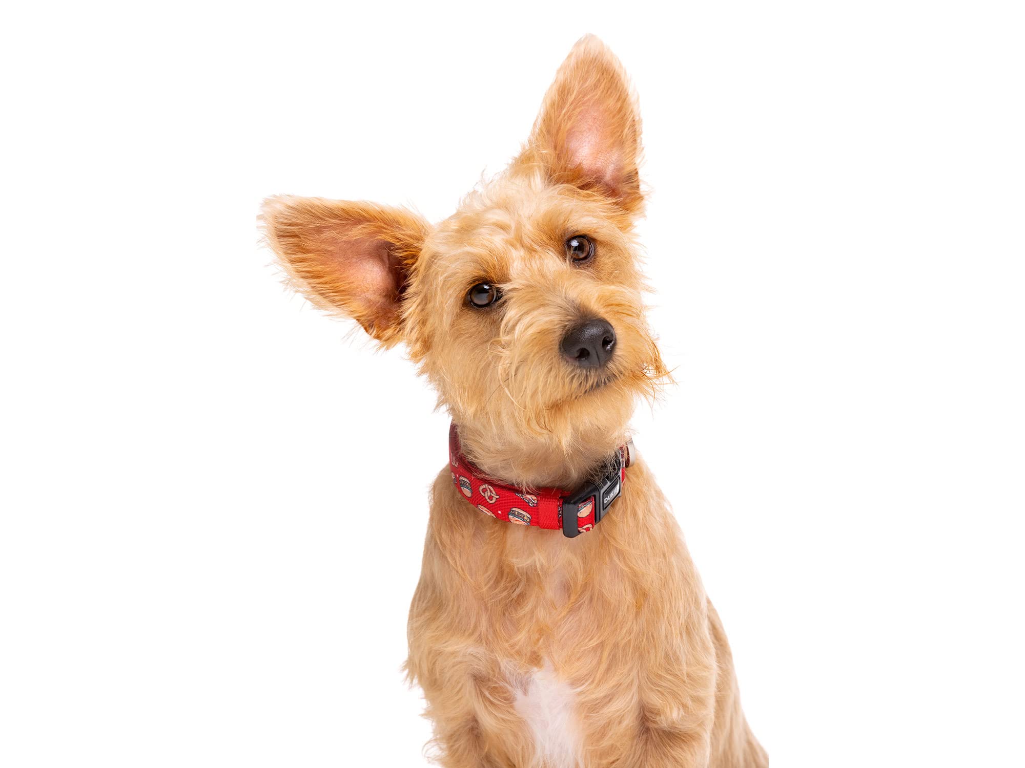 DUKIER - Dog Collar, Adjustable and Adjustable, Neoprene Pet Accessory, Heavy Duty, New York Design, Size XS - Image 2