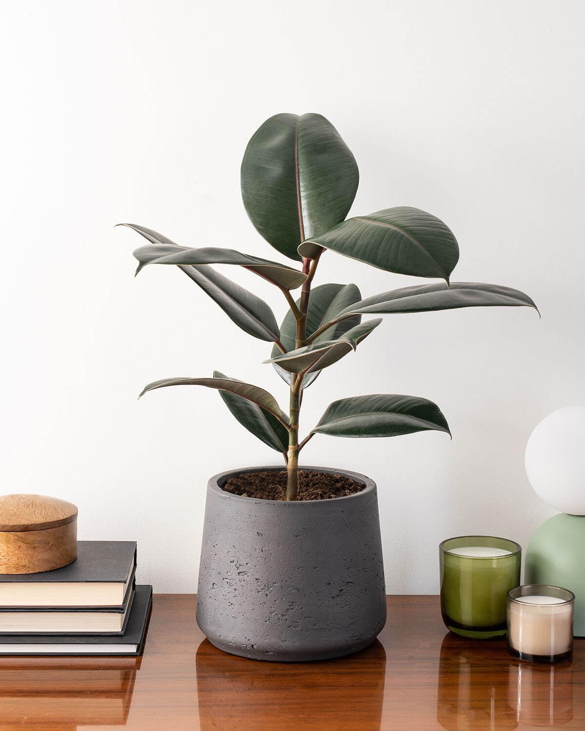 Prickle Plants Abidjan Rubber Plant - Bold Indoor Plant with Glossy Oval Leaves, Striking Decorative Houseplant for Modern Living Rooms or Offices (50-60cm incl. 17cm Pot)