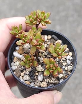 小人の祭り　抜き苗　多肉植物 ○多肉植物 アエオニウム 小人の祭り錦 2.5寸苗 C1011 - ハニー