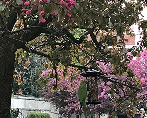 Macademia Free at Last