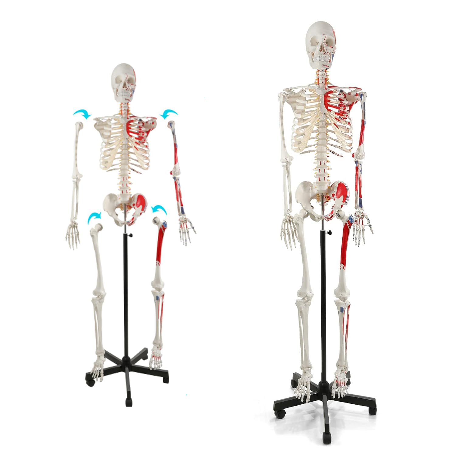 YNIYUJKL Human Skeleton Model For Anatomy With Numbered Muscle Points, Movable Arms And Legs, Includes Rolling Stand