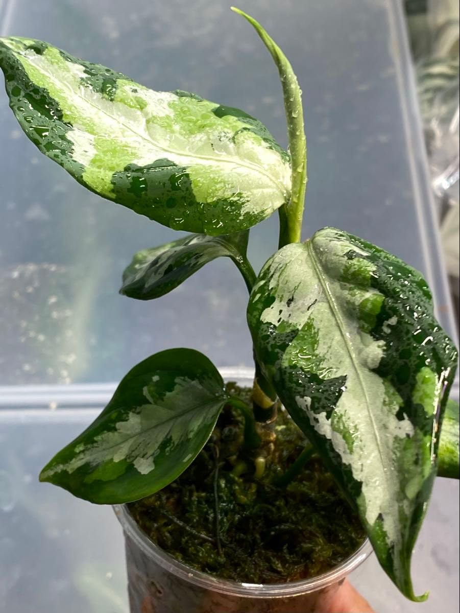 Amazon.co.jp: アグラオネマ ピクタム Aglaonema pictum Tigalingga