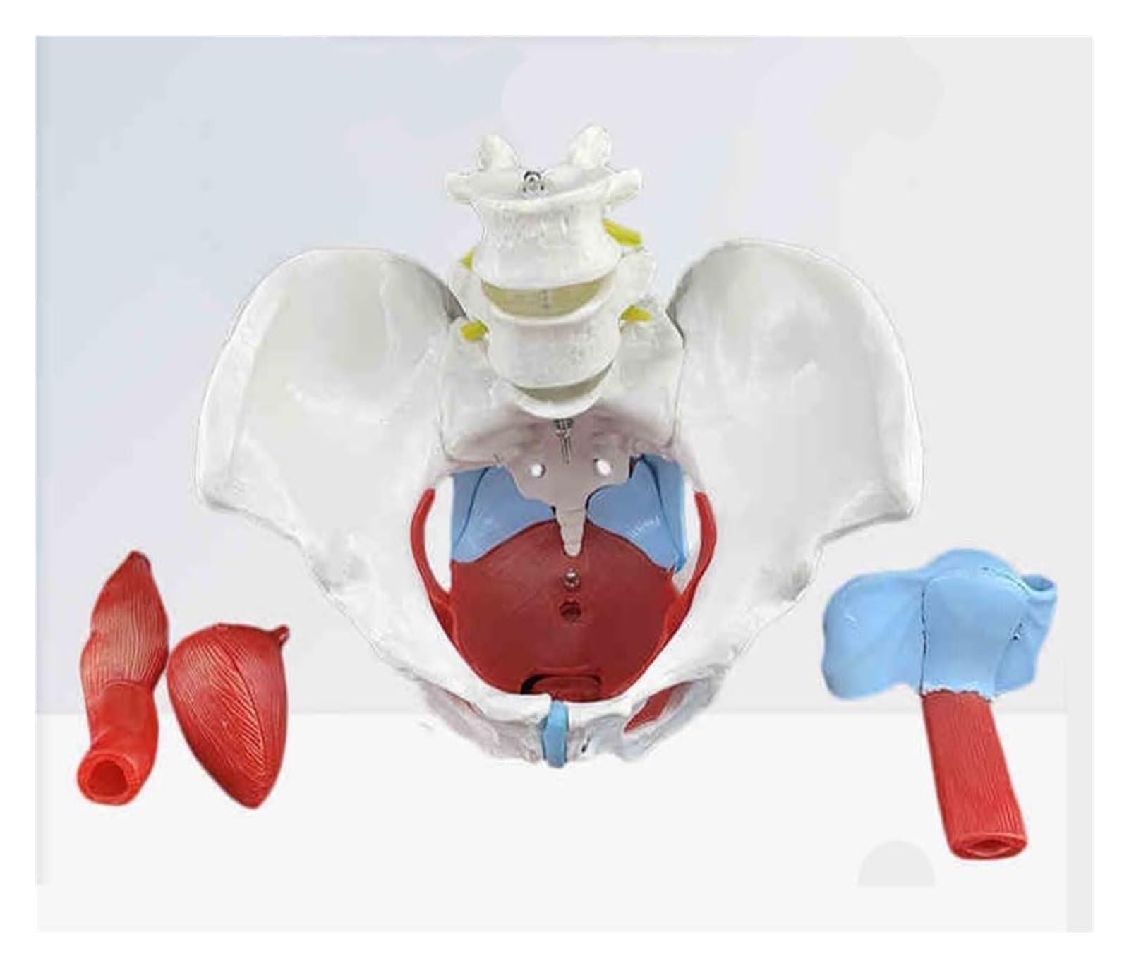 Modello muscolare del pavimento pelvico femminile, aiuto didattico anatomico per il recupero post-partum, include struttura degli organi pelvici e 2 vertebre lombari, strumento educativo per la